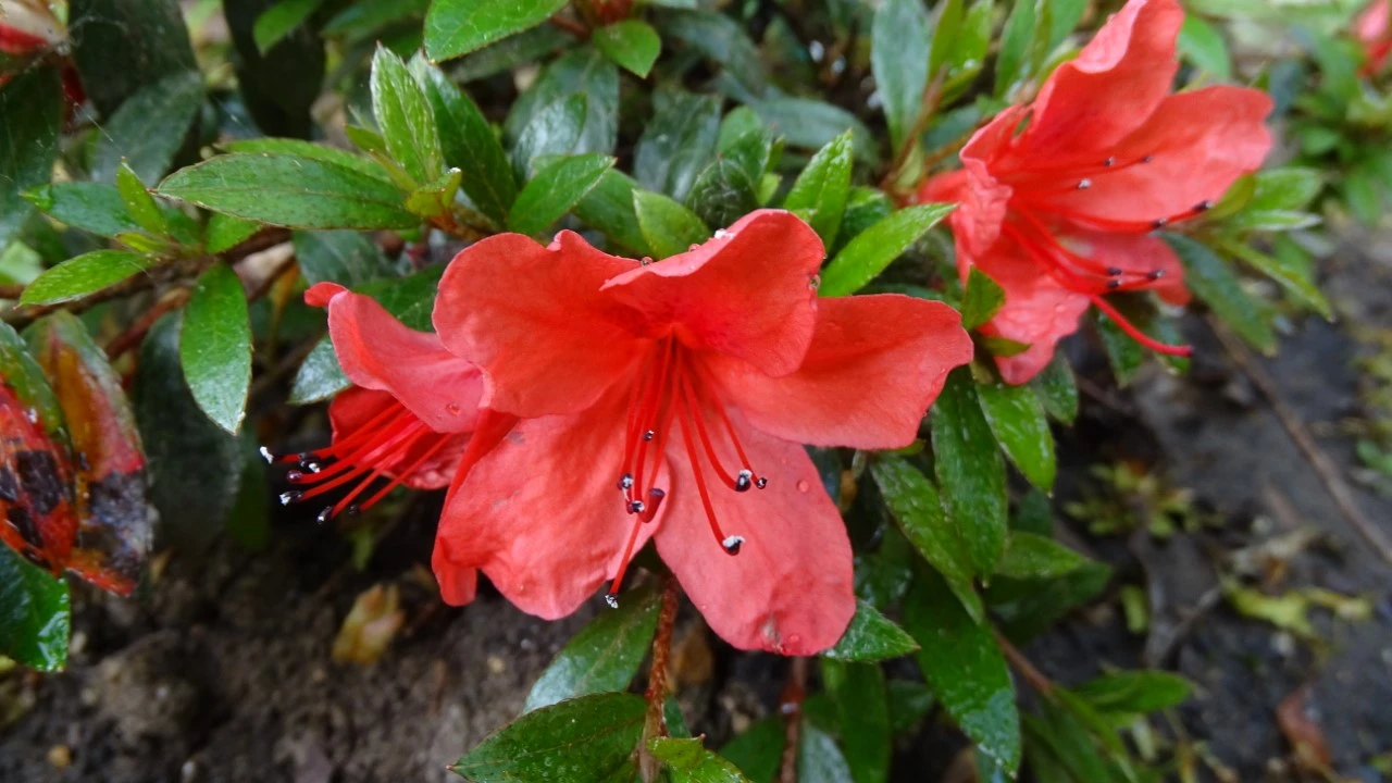 'Marilee'